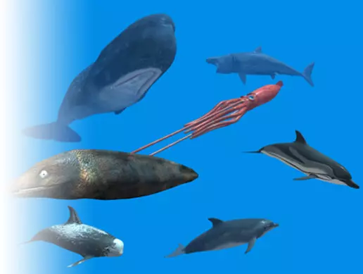 Unity Asset Rigged Sea Animals free download