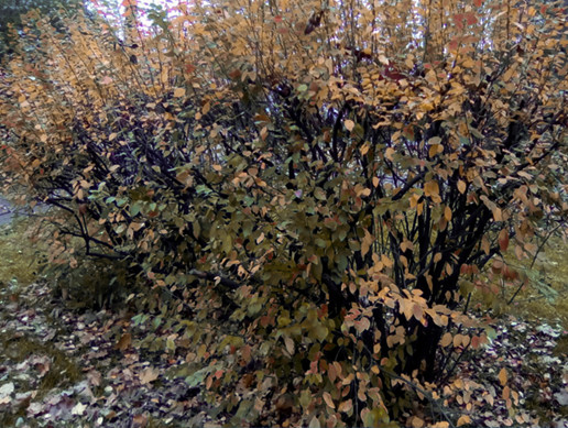 PBR Autumn Bush