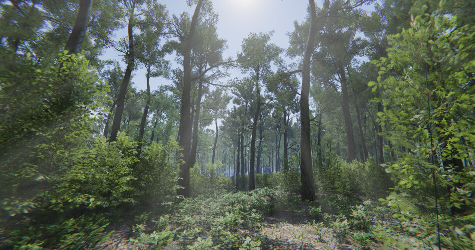 Oak Forest Environment