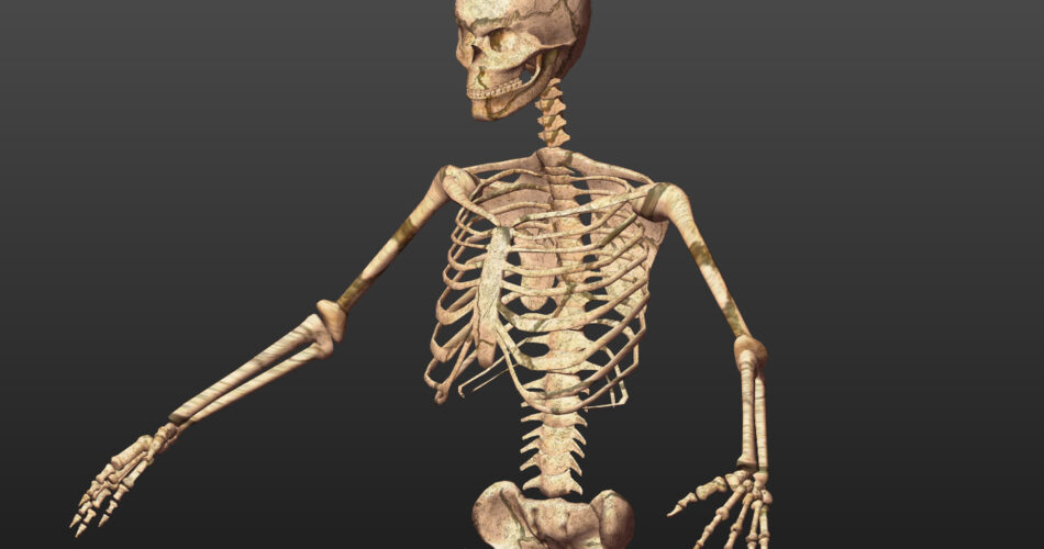 Skeleton-Low Poly